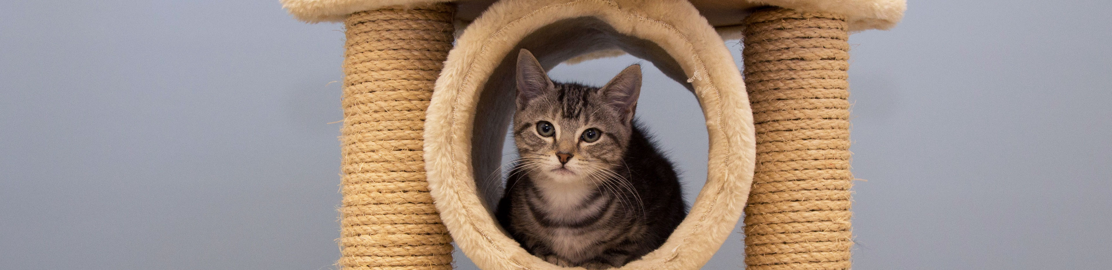 Cat Scratching Tips How to train your cat to not scratch furniture